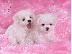 PoulaTo: Δύο κουτάβια Top Class Maltese Available